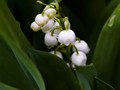 Convallaria majalis IMG_2381 Konwalia majowa